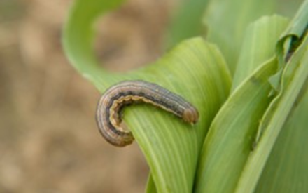 New Crop Scouting Resources Available