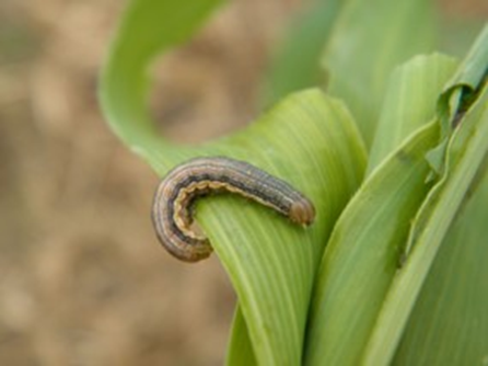 New Crop Scouting Resources Available