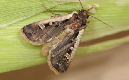 (7/20) WI ⚠🐛 – Scout for Western Bean Cutworm