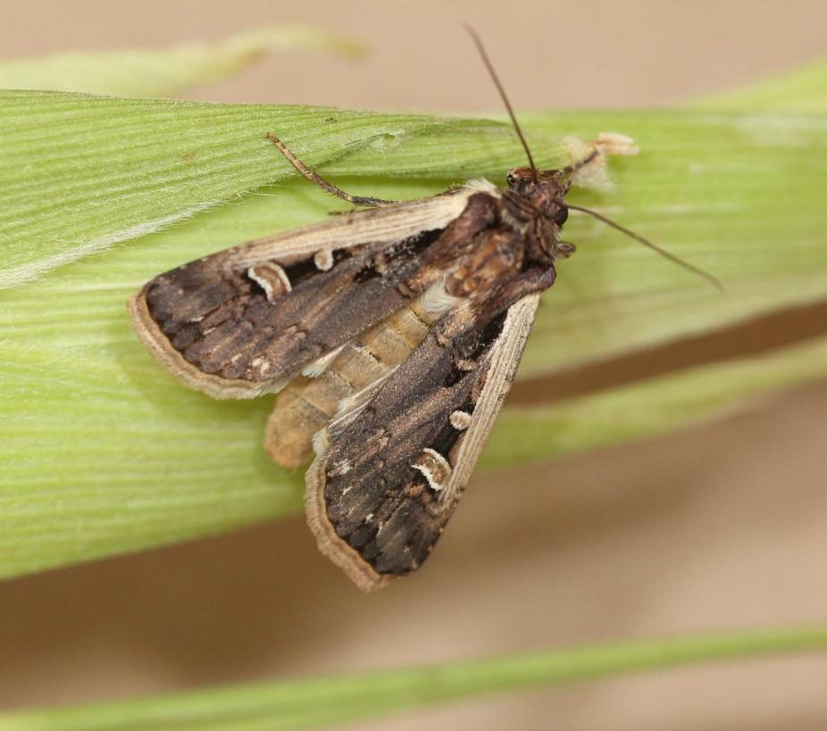 (7/20) WI ⚠🐛 – Scout for Western Bean Cutworm