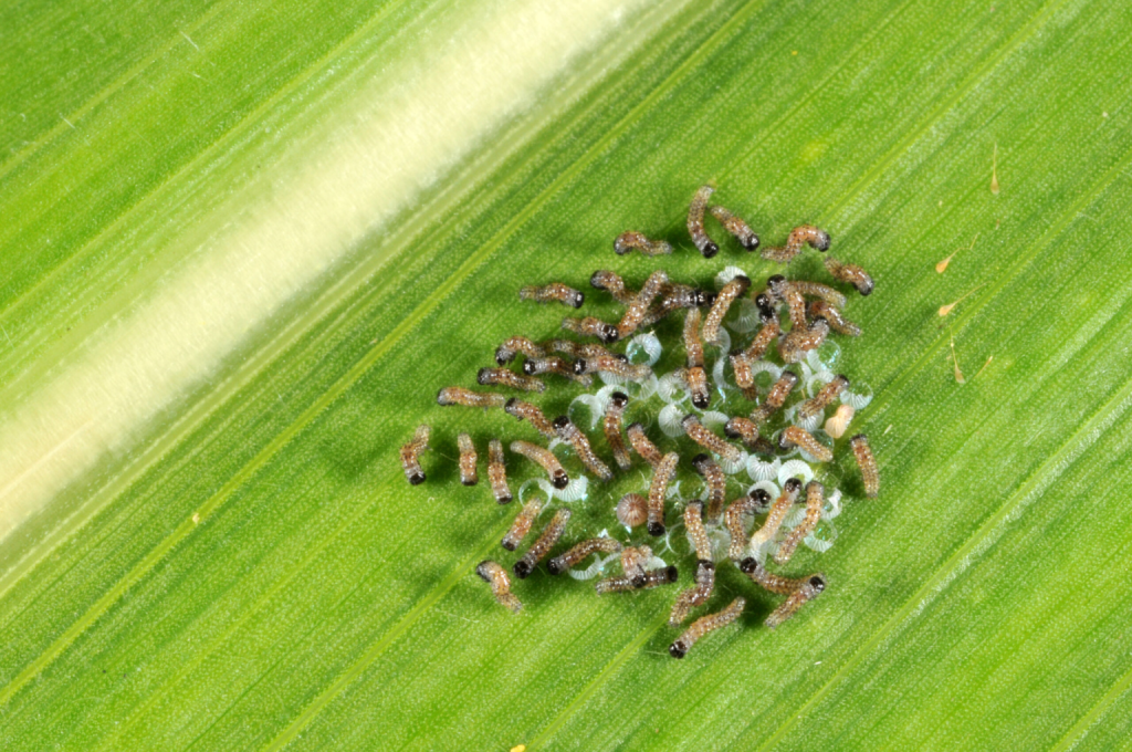 Small tan larvae with black head capsules in mass on corn leaf.