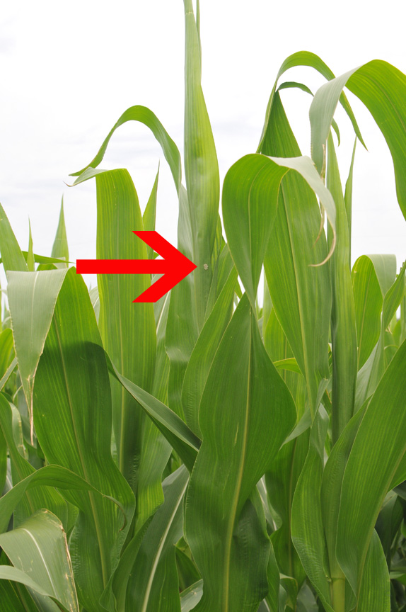 Corn leaves with one small tan egg mass on the upper leaf blade, pointed to by a large red arrow.