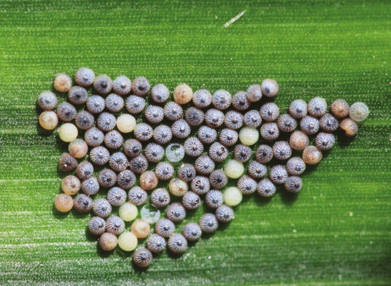 Mature egg mass with purple and pink eggs on corn leaf, indicating the eggs are close to hatching.