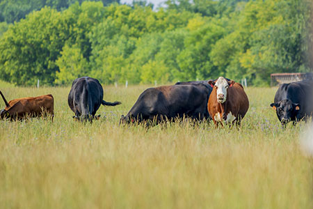 Dairy x beef and beef cattle grazing