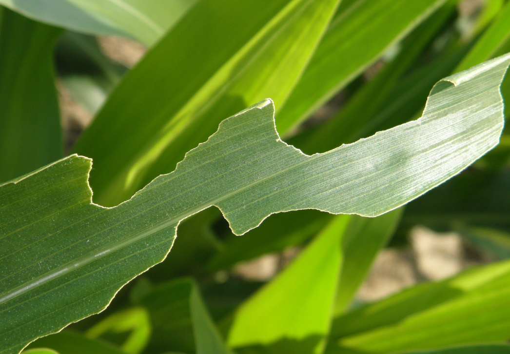 Corn leaf with ragged tears on outer edges.