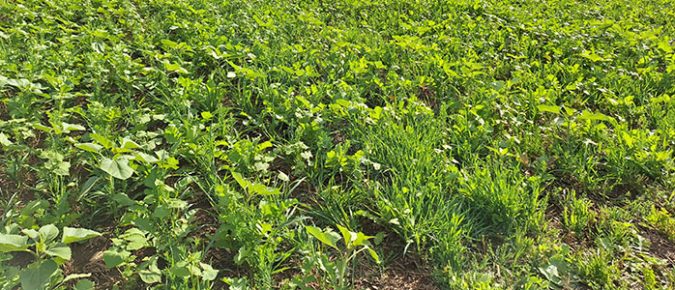 Cover crop options after small grains and processing crops