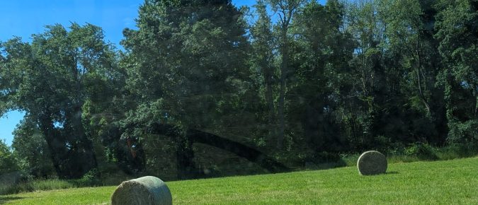 ▶ Forage Planning for Mid and Late Summer