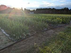 Crop Nutrients 101 – Crops and Soils