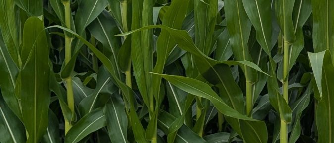 ▶ Unlocking the Potential of Biological Nitrogen Fixation in Corn
