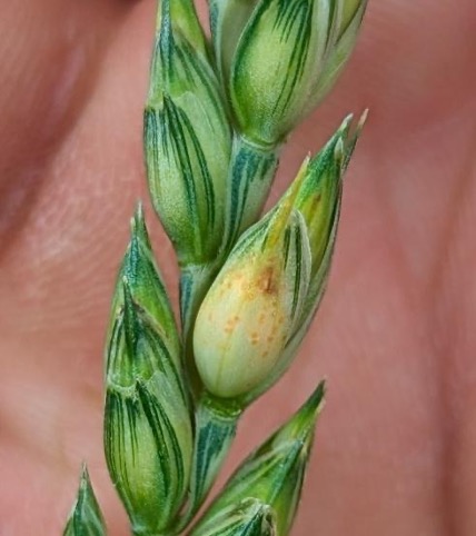 Orange spore on wheat from FHB