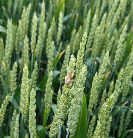 Bleached kernels on wheat from FHB