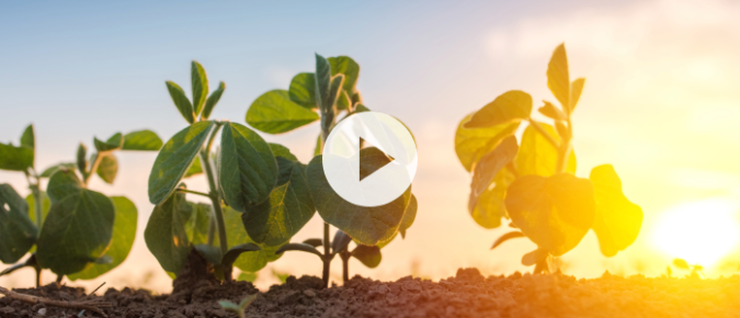 ▶ Watch: Corn and soy situation and outlook