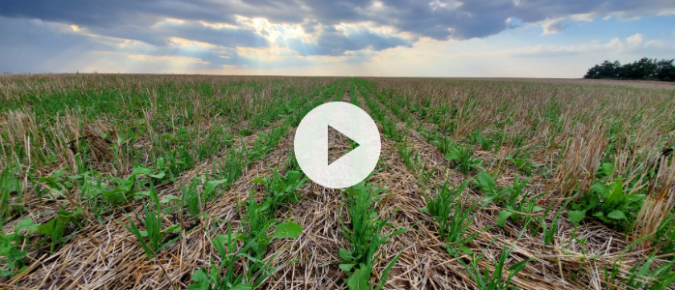 ▶ Watch: Building knowledge about Wisconsin’s cover crops through citizen science