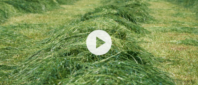 ▶ Watch: Cover crop research updates at the U.S. Dairy Forage Research Center