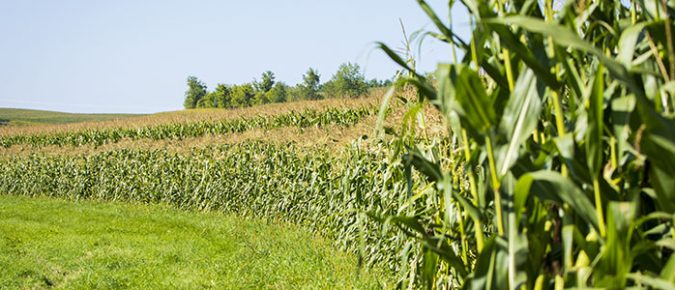 ▶ Watch: July is National Corn Month; Let’s Chat N-Fixing Corn!