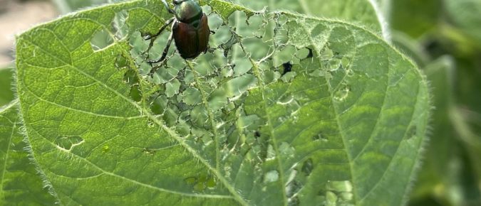 Managing Japanese Beetles in Wisconsin Corn and Soybean Fields