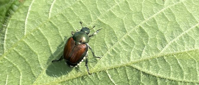 Managing Japanese Beetles in Wisconsin Corn and Soybean Fields