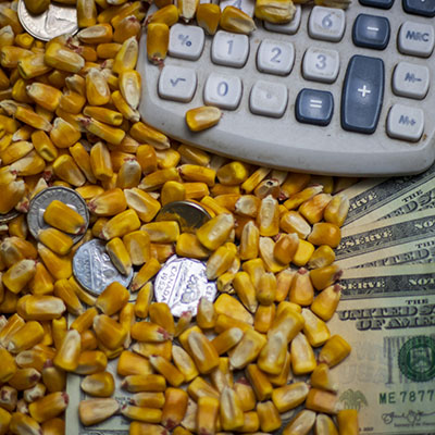 Calculator, coins and cash under corn grain