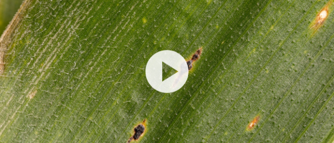 ▶ Watch: Midseason Disease Update