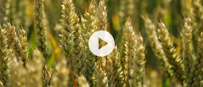 ▶ Watch: Wheat and Soybean in 2024: When grains do the hokey-pokey