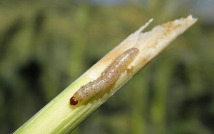 A small caterpillar with a reddish-brown head crawls on a chewed green plant stem, set against a blurred natural background.