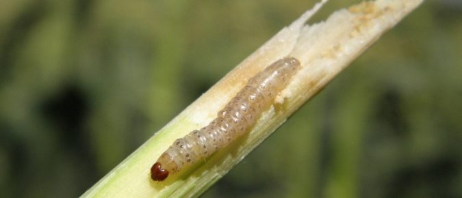 Managing European Corn Borer in Wisconsin Corn Fields