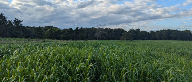 Summer Annual Forages: Diversity your feed