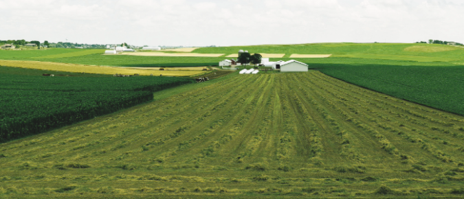 Managing fall alfalfa cutting for persistence