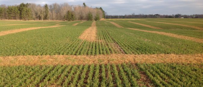 Establishing alfalfa following wheat