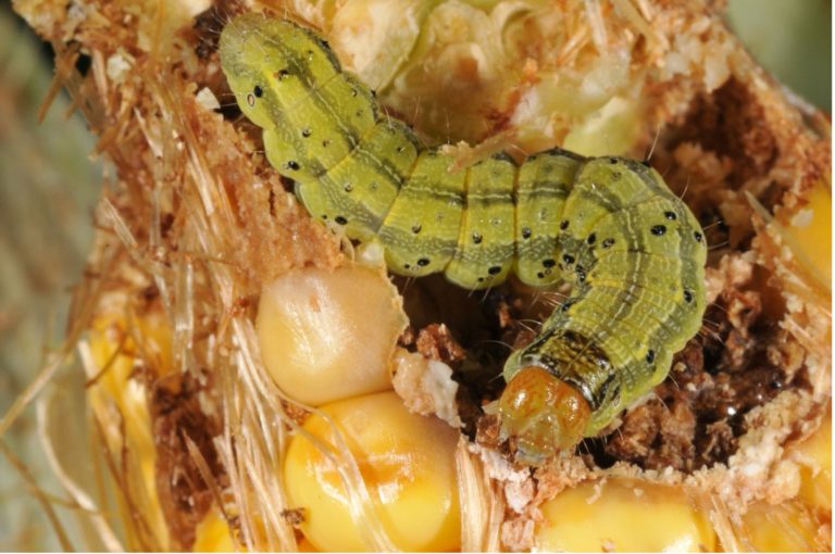 Late season insect pest scouting – Crops and Soils