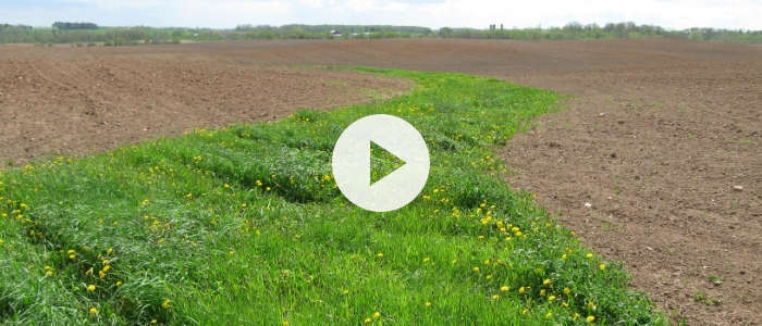 Watch: How Grassed Waterways Work – Crops and Soils
