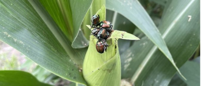 Late season insect pest scouting