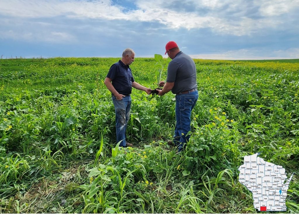 Two men examining cover crop growth in agricultural field