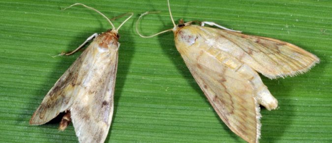 Managing European Corn Borers in Wisconsin Corn Fields