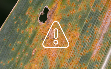 Southern Rust of Corn in Wisconsin