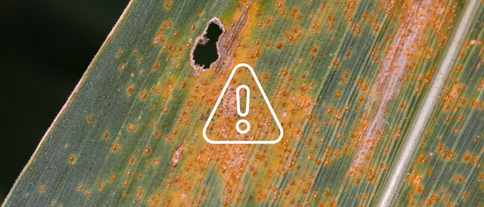 Rust Soil Early Season Disease Update and Management Considerations – Crops and Soils