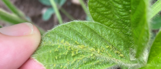 Managing Soybean Aphids in Wisconsin Soybean Fields