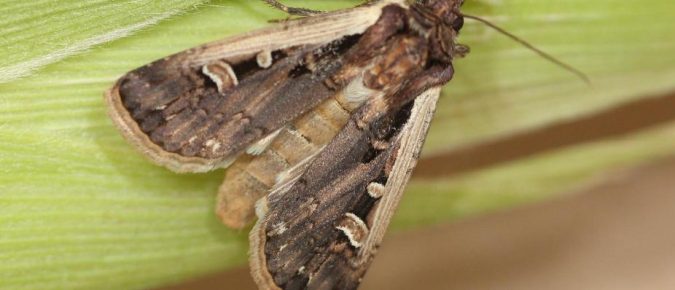 Managing Western Bean Cutworms in Wisconsin Corn Fields