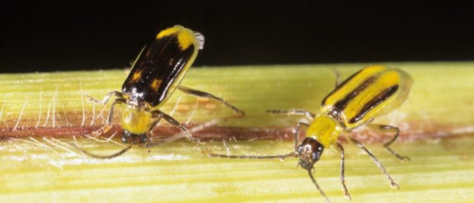 Scouting for Corn Rootworm Beetles 