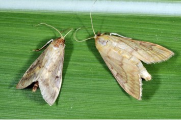 Two light brown moths with long antennae rest on a green leaf; the left moth has slightly darker wings than the right.