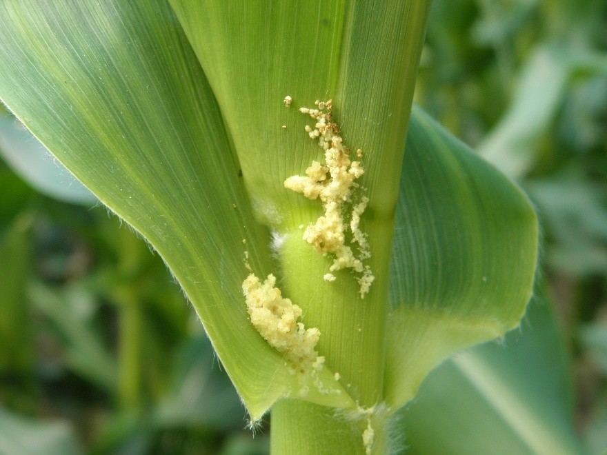 Close-up of a corn stalk with yellow debris on the leaf sheath, set against a blurred green foliage background.