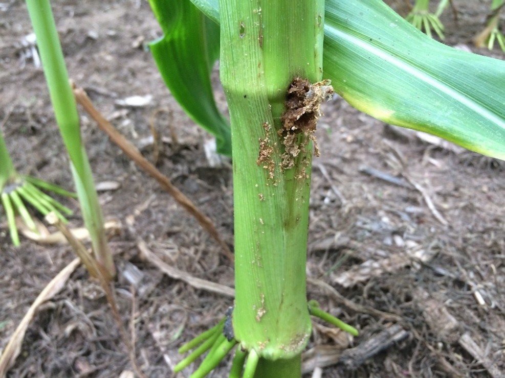 Close-up of a green corn stalk with a damaged area covered in brown frass, surrounded by soil and other corn plants.