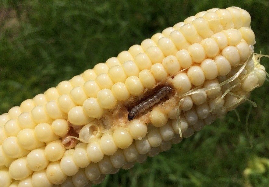 Close-up of an ear of corn with a caterpillar burrowing into the kernels.