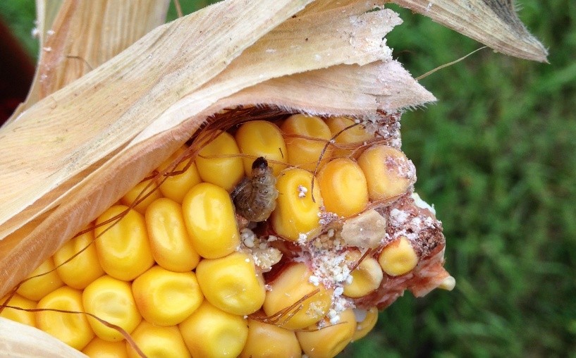 An ear of corn with yellow kernels is partially peeled back, showing damage and mold likely caused by pests or disease.