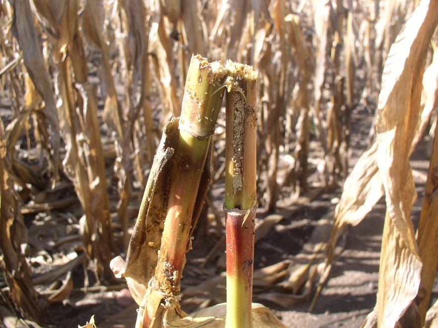 Close-up of a broken corn stalk in a dry, withered cornfield.