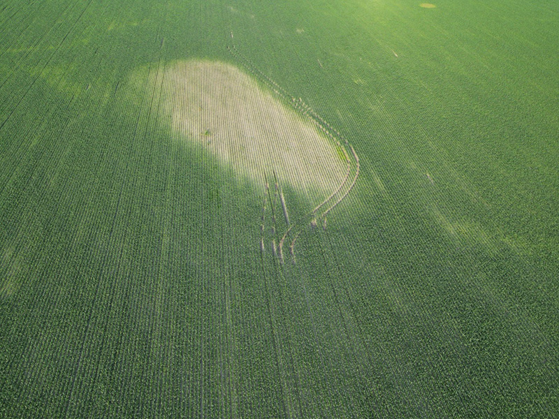 Pale, tan drowned field area in the middle of lush, green corn