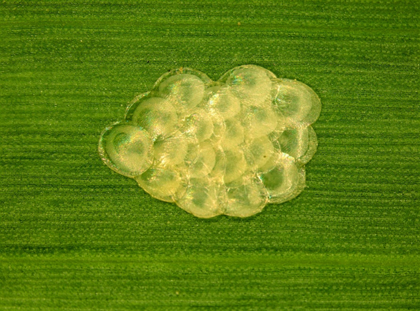 A cluster of translucent insect eggs rests on a green leaf.