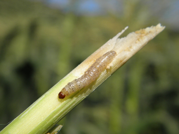 A small caterpillar with a reddish-brown head crawls on a chewed green plant stem, set against a blurred natural background.