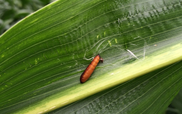 A brown insect pupa is attached to a green leaf with silk threads; the leaf has visible veins and a light green stripe down the center.