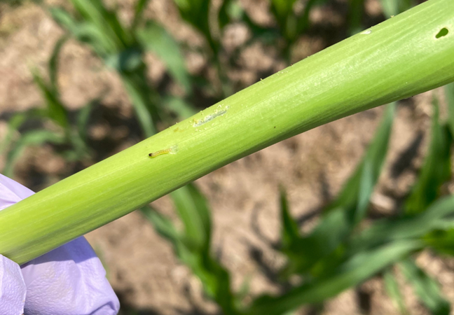 A gloved hand holds a green plant stem with small holes and damage, set against a blurred background of soil and other plants.